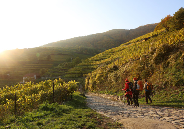     Vineyards in the Wachau Valley / Wachau Valley